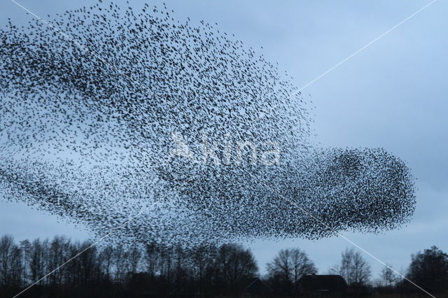 Spreeuw (Sturnus vulgaris)