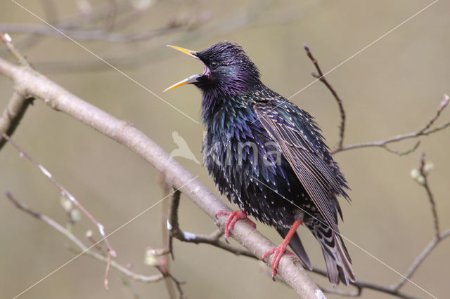 Spreeuw (Sturnus vulgaris)