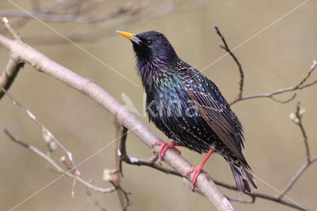 Spreeuw (Sturnus vulgaris)