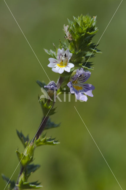 Rigid Eyebright (Euphrasia stricta)