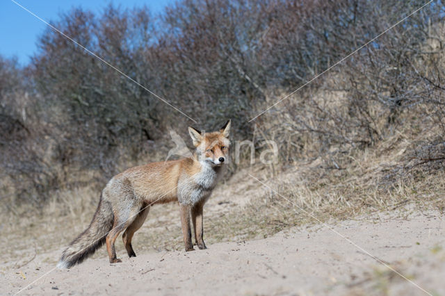 Vos (Vulpes vulpes)