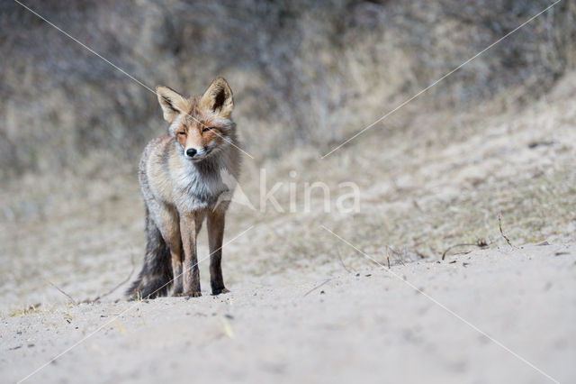 Vos (Vulpes vulpes)