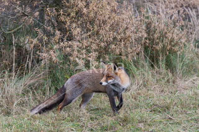 Vos (Vulpes vulpes)