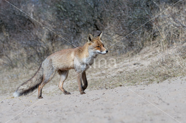 Vos (Vulpes vulpes)