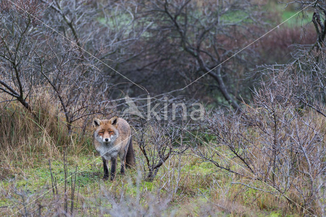 Vos (Vulpes vulpes)