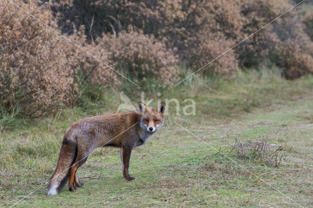 Vos (Vulpes vulpes)