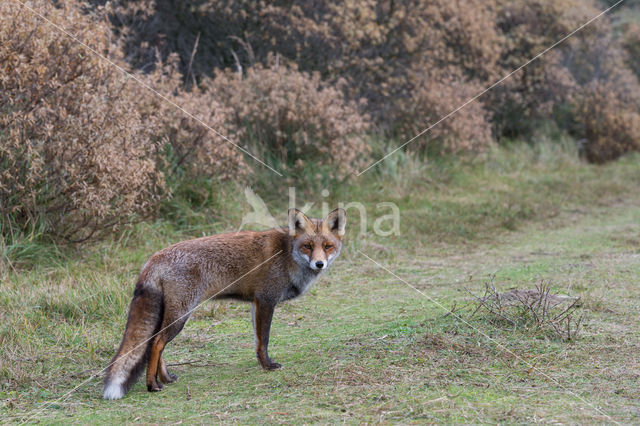 Vos (Vulpes vulpes)