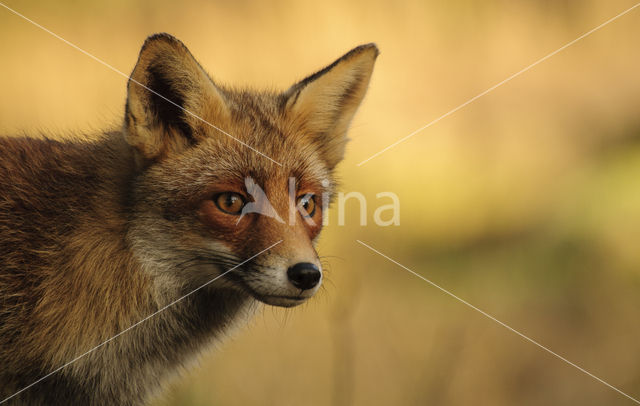 Vos (Vulpes vulpes)