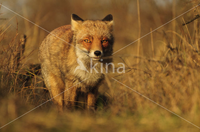 Vos (Vulpes vulpes)