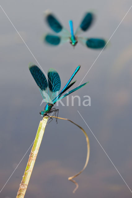 Weidebeekjuffer (Calopteryx splendens)