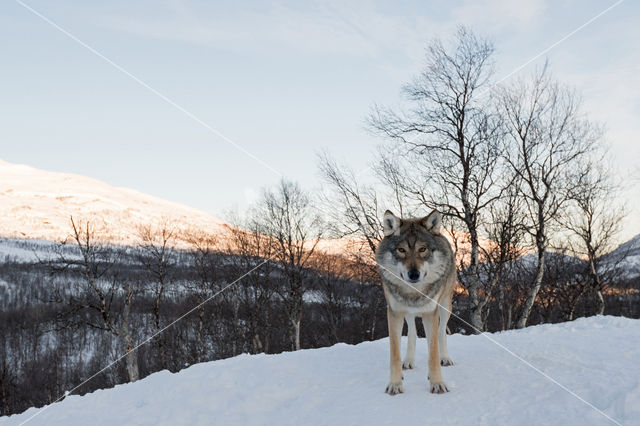 Grey Wolf (Canis lupus)