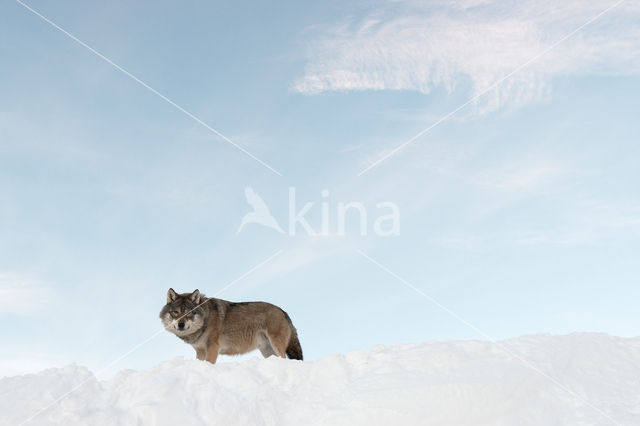 Grey Wolf (Canis lupus)