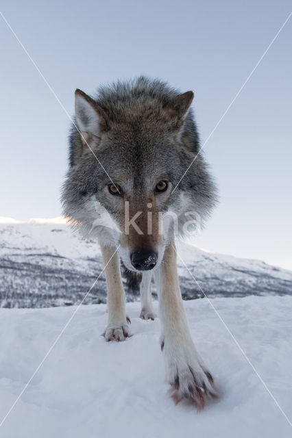 Grey Wolf (Canis lupus)