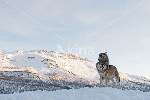 Wolf (Canis lupus)