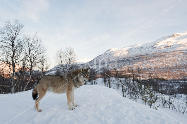 Grey Wolf (Canis lupus)