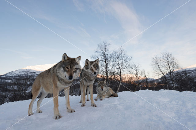 Grey Wolf (Canis lupus)