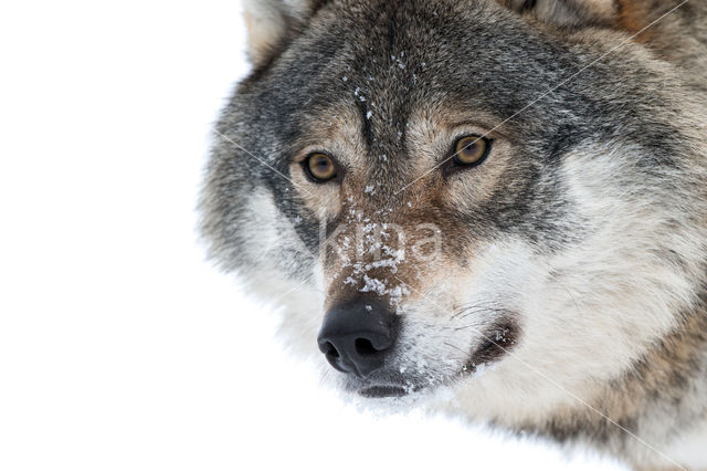 Grey Wolf (Canis lupus)