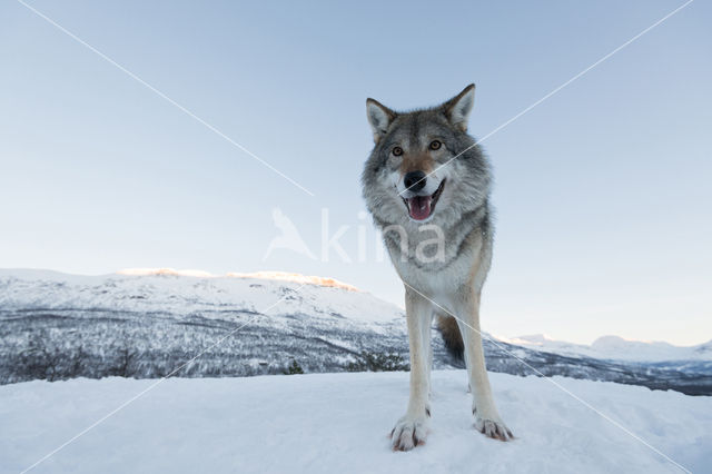 Grey Wolf (Canis lupus)