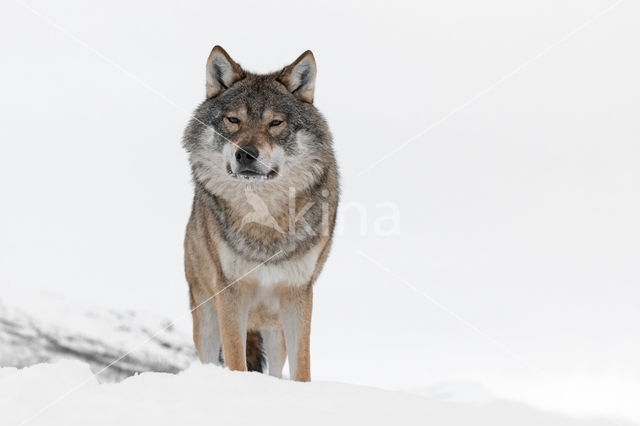 Grey Wolf (Canis lupus)