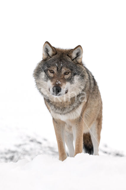 Wolf (Canis lupus)