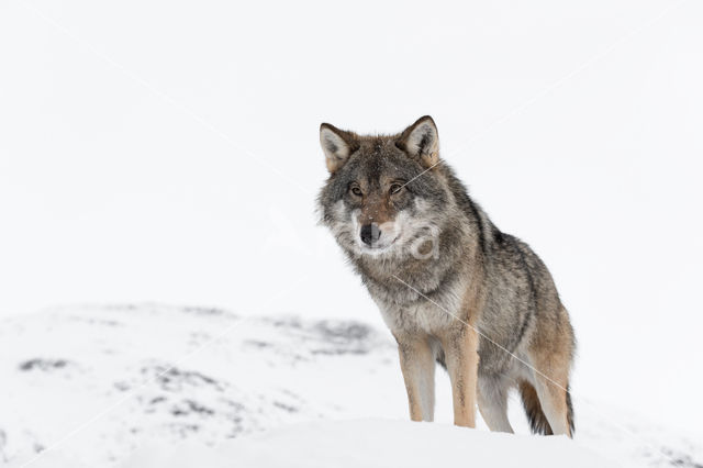 Grey Wolf (Canis lupus)