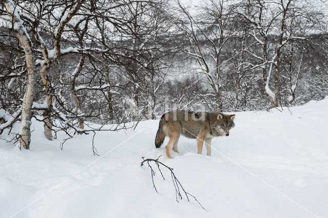 Grey Wolf (Canis lupus)