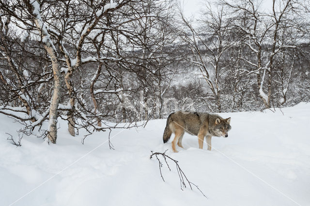 Wolf (Canis lupus)