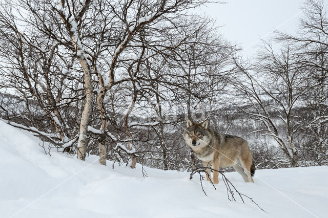 Wolf (Canis lupus)