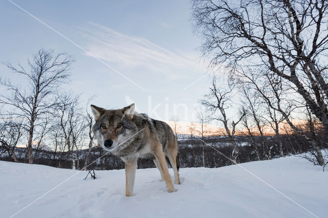 Wolf (Canis lupus)