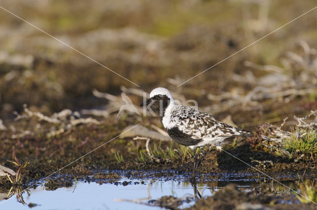 Zilverplevier (Pluvialis squatarola)