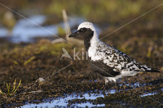 Zilverplevier (Pluvialis squatarola)