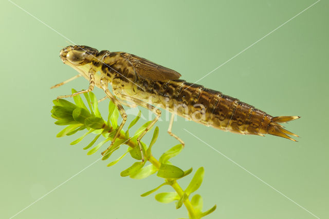 Zuidelijke keizerlibel (Anax parthenope)