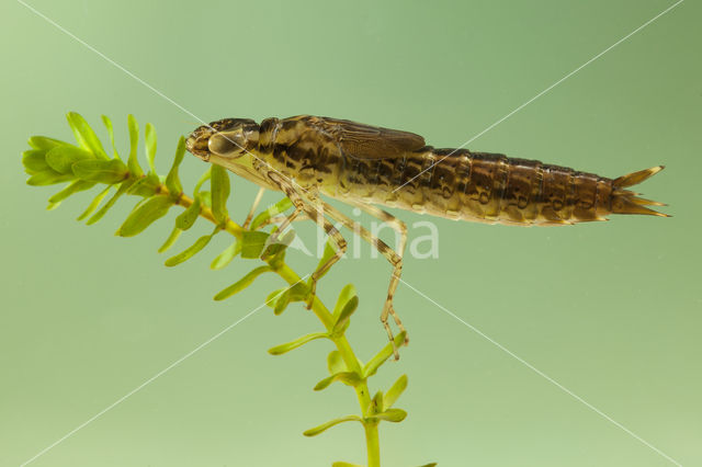 Zuidelijke keizerlibel (Anax parthenope)