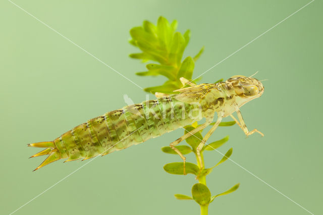 Zuidelijke keizerlibel (Anax parthenope)