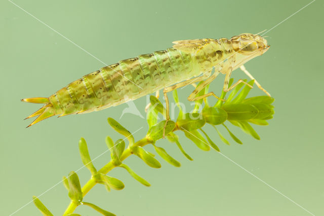 Zuidelijke keizerlibel (Anax parthenope)