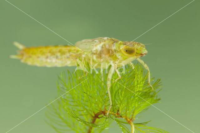 Zuidelijke keizerlibel (Anax parthenope)