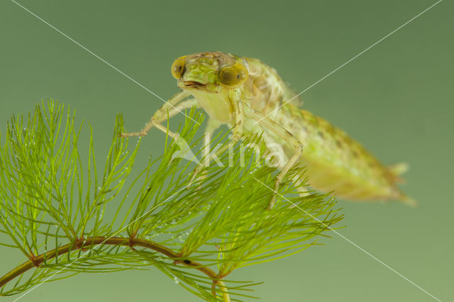 Zuidelijke keizerlibel (Anax parthenope)