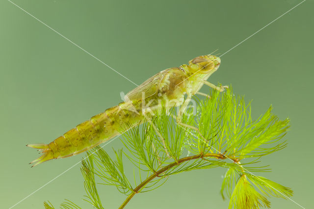 Zuidelijke keizerlibel (Anax parthenope)