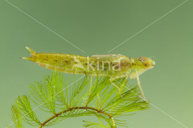 Zuidelijke keizerlibel (Anax parthenope)