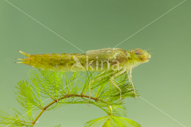 Zuidelijke keizerlibel (Anax parthenope)