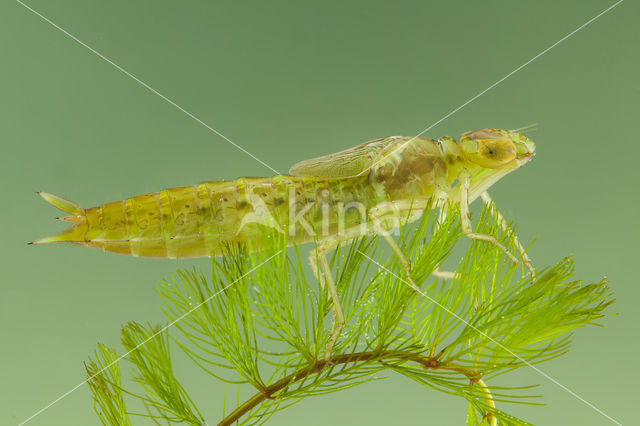 Zuidelijke keizerlibel (Anax parthenope)