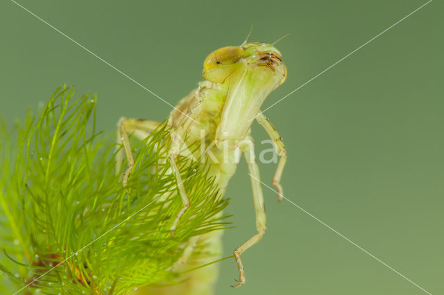 Zuidelijke keizerlibel (Anax parthenope)