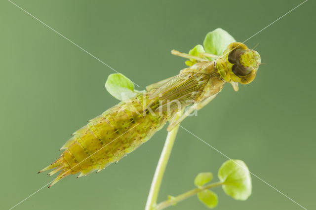 Zuidelijke keizerlibel (Anax parthenope)