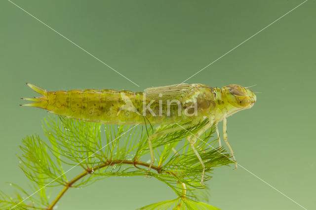 Zuidelijke keizerlibel (Anax parthenope)