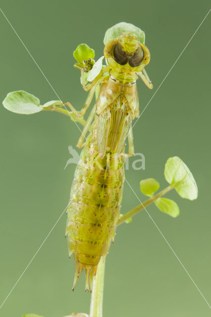 Zuidelijke keizerlibel (Anax parthenope)