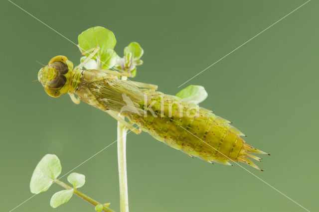 Zuidelijke keizerlibel (Anax parthenope)