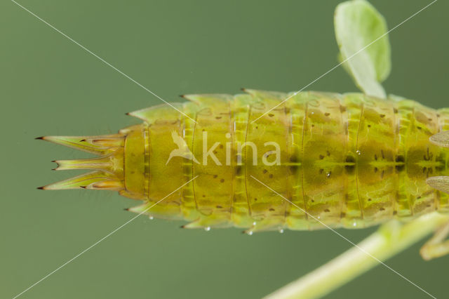 Zuidelijke keizerlibel (Anax parthenope)