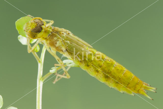 Zuidelijke keizerlibel (Anax parthenope)