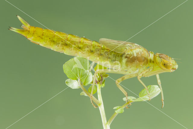 Zuidelijke keizerlibel (Anax parthenope)