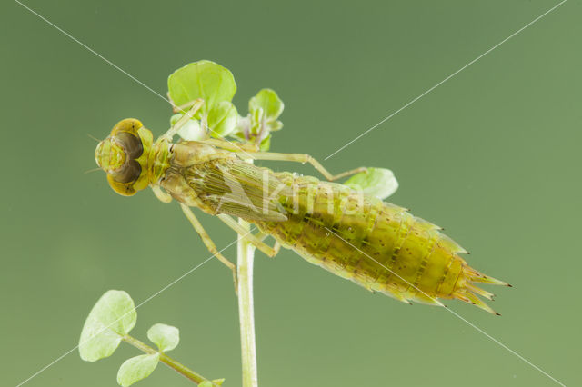 Zuidelijke keizerlibel (Anax parthenope)